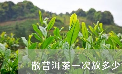 散普洱茶一次放多少钱/2023061507173