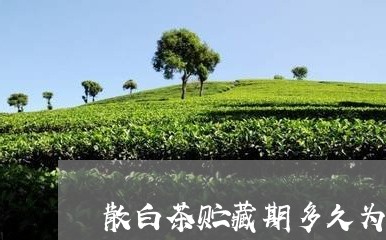 散白茶贮藏期多久为好/2023100147481