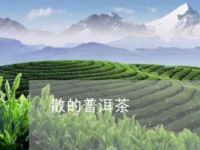 散的普洱茶/2023090574735