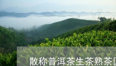 散称普洱茶生茶熟茶区别/2023102517389