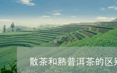 散茶和熟普洱茶的区别/2023080191837