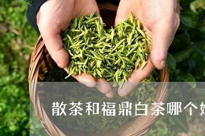 散茶和福鼎白茶哪个好/2023091505046