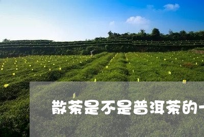 散茶是不是普洱茶的一种/2023081766048