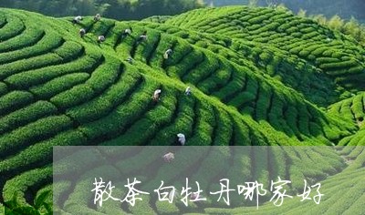 散茶白牡丹哪家好/2023061961613