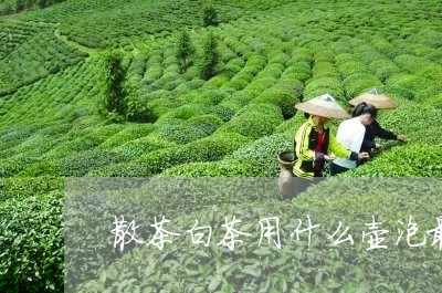 散茶白茶用什么壶泡最好/2023102584816