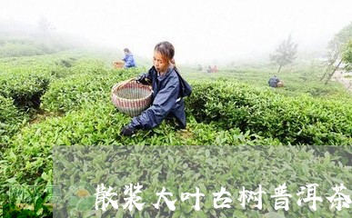 散装大叶古树普洱茶/2023101776137