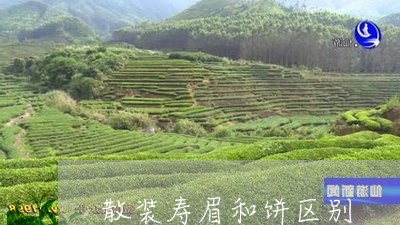 散装寿眉和饼区别/2023090846360