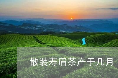 散装寿眉茶产于几月/2023120490714