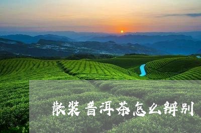 散装普洱茶怎么辨别/2023091571062