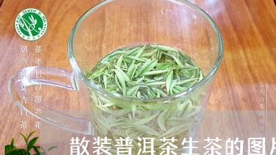 散装普洱茶生茶的图片/2023100730692