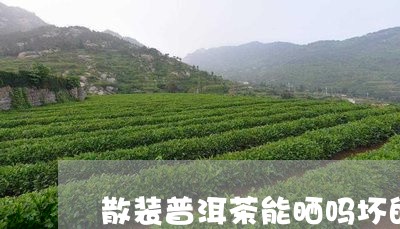 散装普洱茶能晒吗坏的/2023110647261