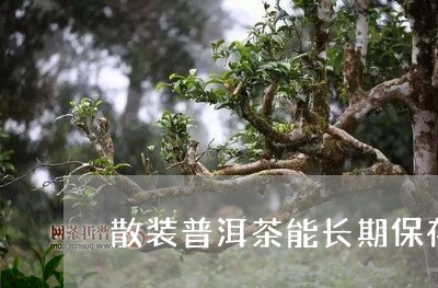 散装普洱茶能长期保存/2023062949150