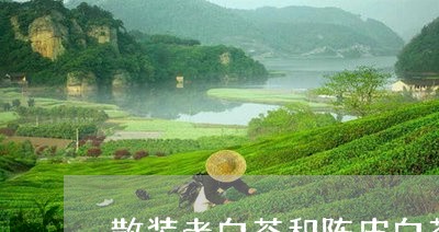 散装老白茶和陈皮白茶/2023100174826