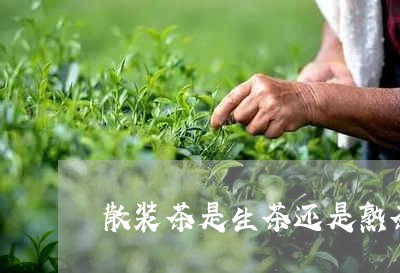 散装茶是生茶还是熟茶/2023092268261