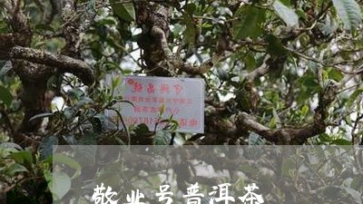 敬业号普洱茶/2023042947170