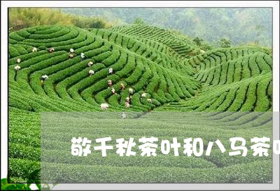 敬千秋茶叶和八马茶叶哪个好/2023052638427