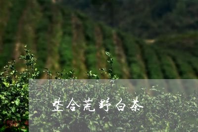 整合荒野白茶/2023082672616