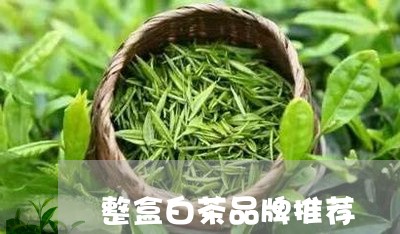 整盒白茶品牌推荐/2023100172697