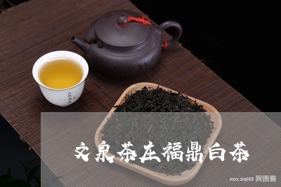 文泉茶庄福鼎白茶/2023061997160