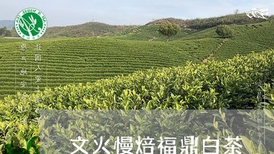 文火慢焙福鼎白茶/2023061963727