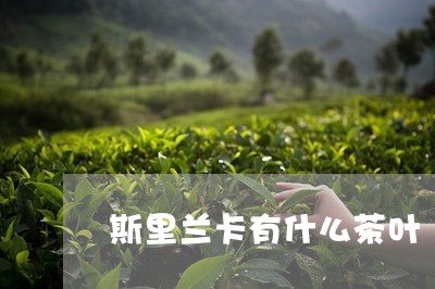 斯里兰卡有什么茶叶/2023042641737