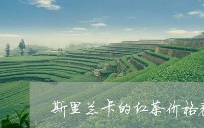 斯里兰卡的红茶价格表/2023071536260