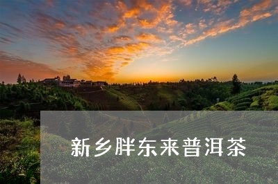 新乡胖东来普洱茶/2023120436150