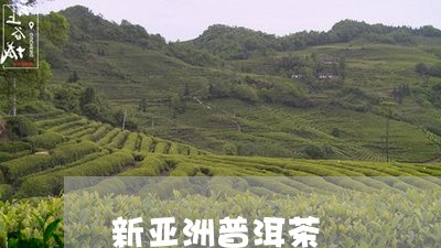 新亚洲普洱茶/2023042815659