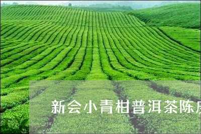 新会小青柑普洱茶陈皮/2023092948372