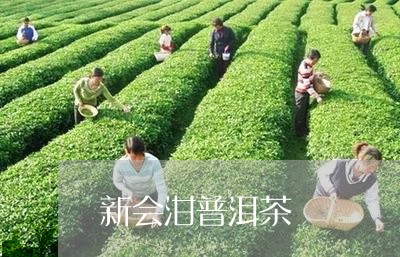 新会泔普洱茶/2023042765502