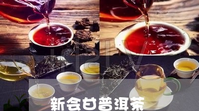 新会甘普洱茶/2023042615685