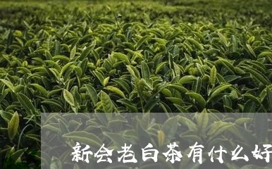 新会老白茶有什么好处/2023100147261