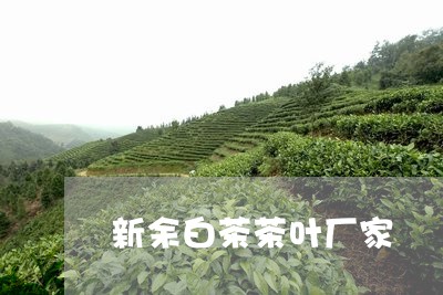 新余白茶茶叶厂家/2023062184936