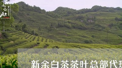 新余白茶茶叶总部代理/2023100152917