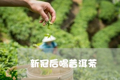 新冠后喝普洱茶/2023081535847