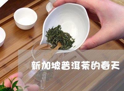 新加坡普洱茶的春天/2023120569914