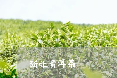 新北普洱茶/2023112613625