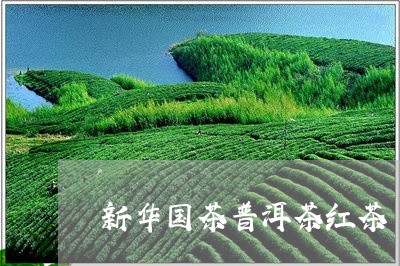 新华国茶普洱茶红茶/2023091417149