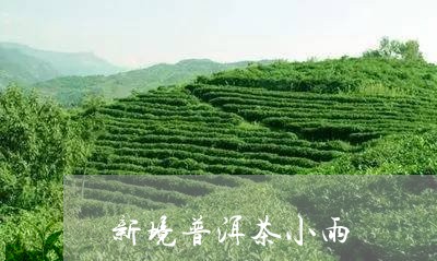 新境普洱茶小雨/2023081522503