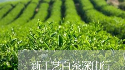 新工艺白茶深山行/2023062149705