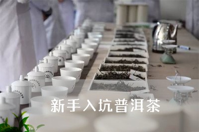 新手入坑普洱茶/2023120383139