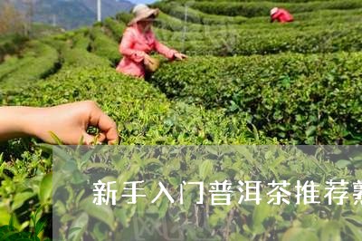 新手入门普洱茶推荐熟茶/2023121680369