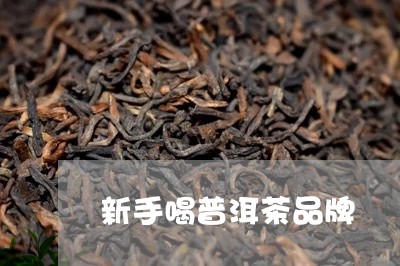 新手喝普洱茶品牌/2023121689470