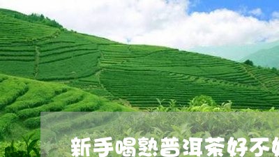 新手喝熟普洱茶好不好喝/2023081710693