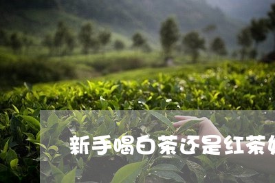 新手喝白茶还是红茶好呢/2023102648258