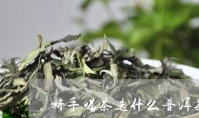 新手喝茶选什么普洱茶/2023100540594