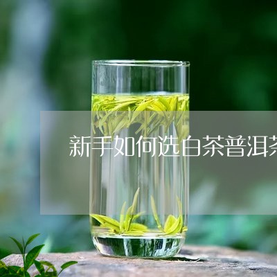 新手如何选白茶普洱茶好/2023110434836