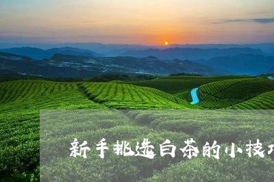 新手挑选白茶的小技巧视频/2023111503028