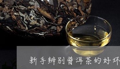 新手辨别普洱茶的好坏/2023120764138