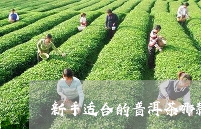 新手适合的普洱茶哪款好/2023082938383